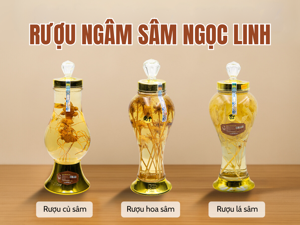 s&acirc;m Ngọc Linh ng&acirc;m rượu TRIMICO rượu s&acirc;m ngọc linh